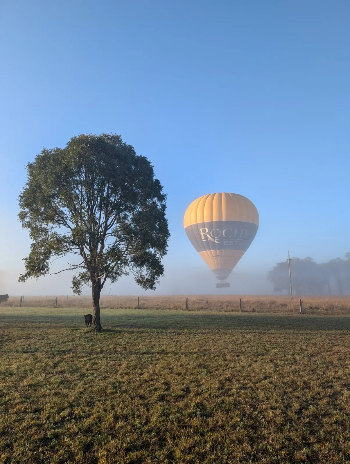 A hot air balloon descending through morning fog beside a gum tree