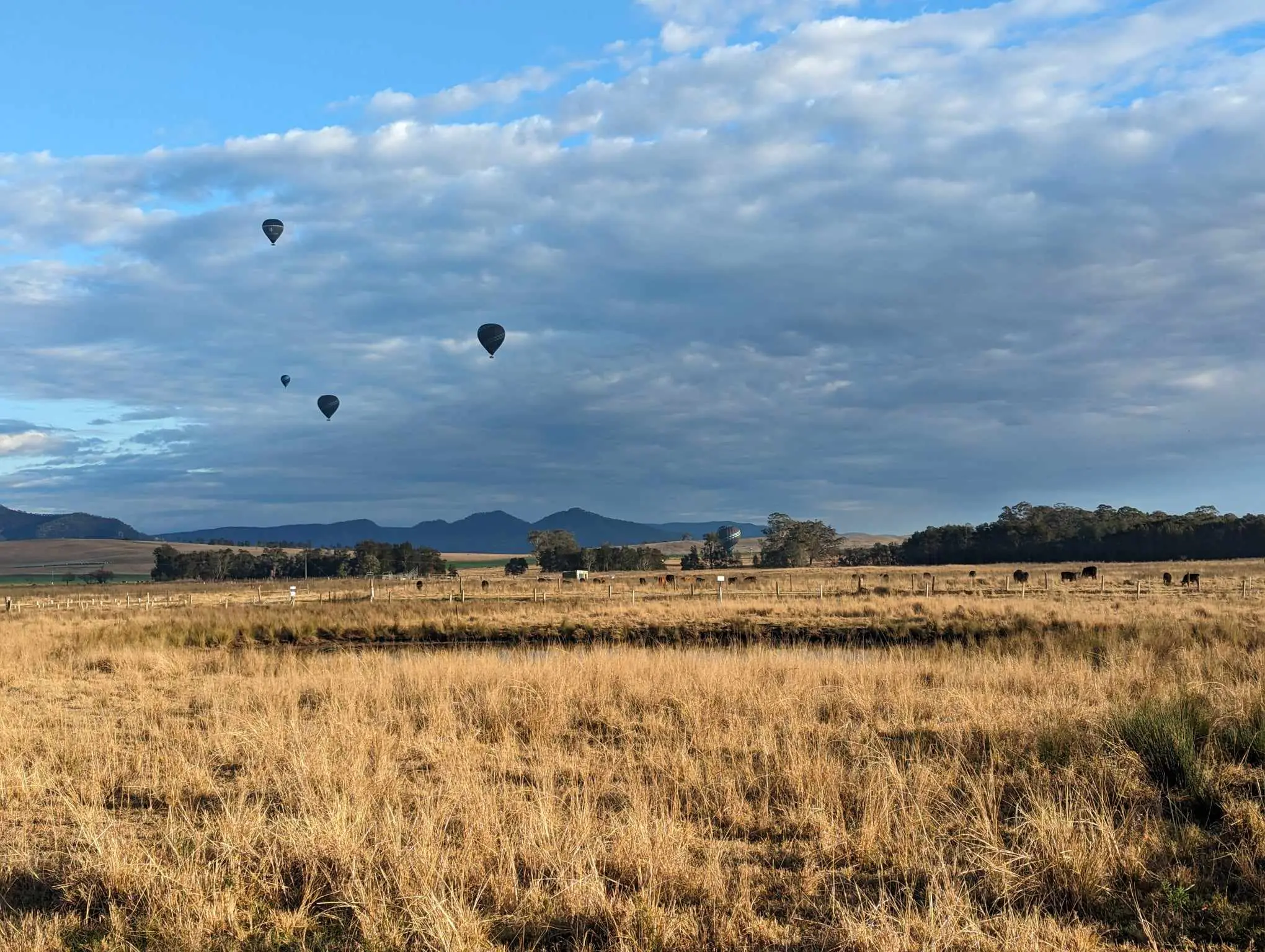 Hot air balloons over the paddocks at Broke Estate at dawn, cattle grazing beyond a dam and the Brokenback Range on the horizon