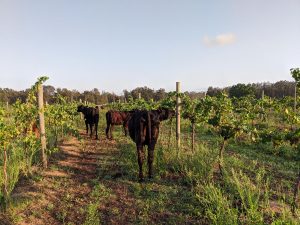 cows in vineyards