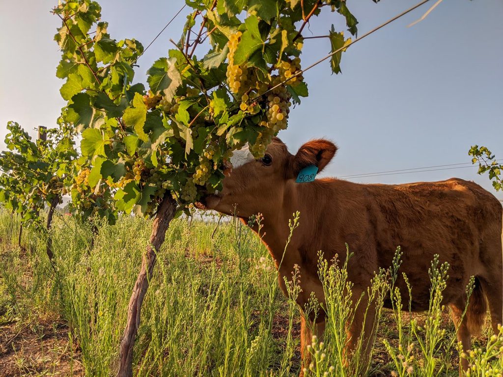 cows eat grapes in the vineyard